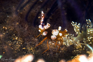 Squat (sexy) shrimp/Photographed with a Canon 60 mm macro... by Laurie Slawson 